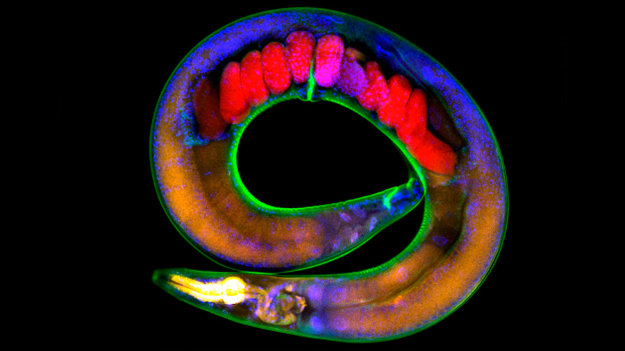 Los gusanos tienen marcados en sus genes los traumas de sus tatarabuelos
