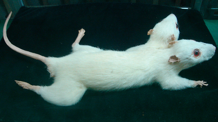 El 'científico loco' que quiere trasplantar una cabeza humana 'crea' una rata de dos cabezas