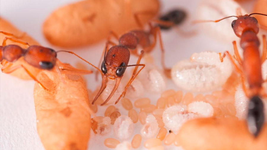 La "feromona de la princesa" dice a las hormigas cuál de sus larvas será una reina