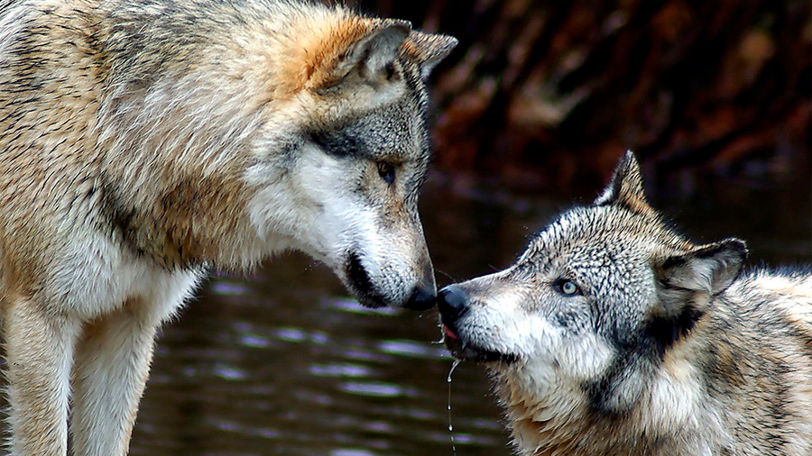 Los lobos vuelven a Dinamarca después de su desaparición hace 200 años