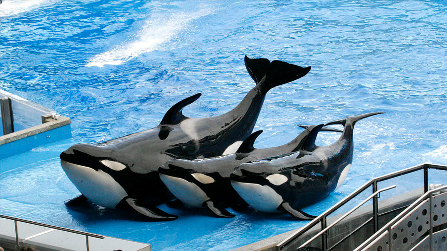 Francia prohíbe los delfines y orcas en cautividad