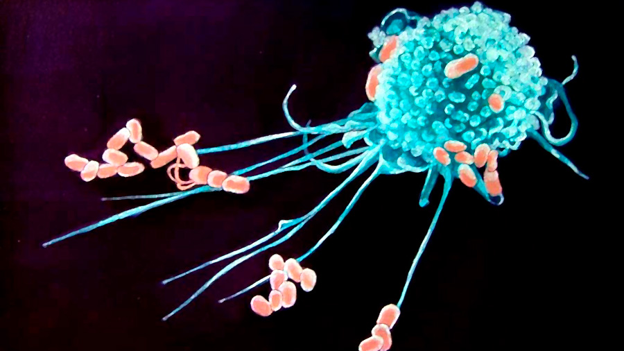 Nuevo estudio revela un mecanismo del cáncer para resistir tratamientos inmunitarios