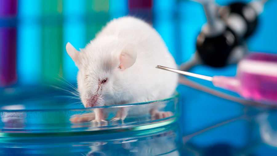 Logran curar, sin efectos secundarios, la diabetes de unos ratones