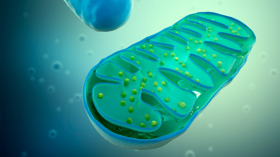 Las mitocondrias ‘enseñan’ al intestino a defenderse de la inflamación