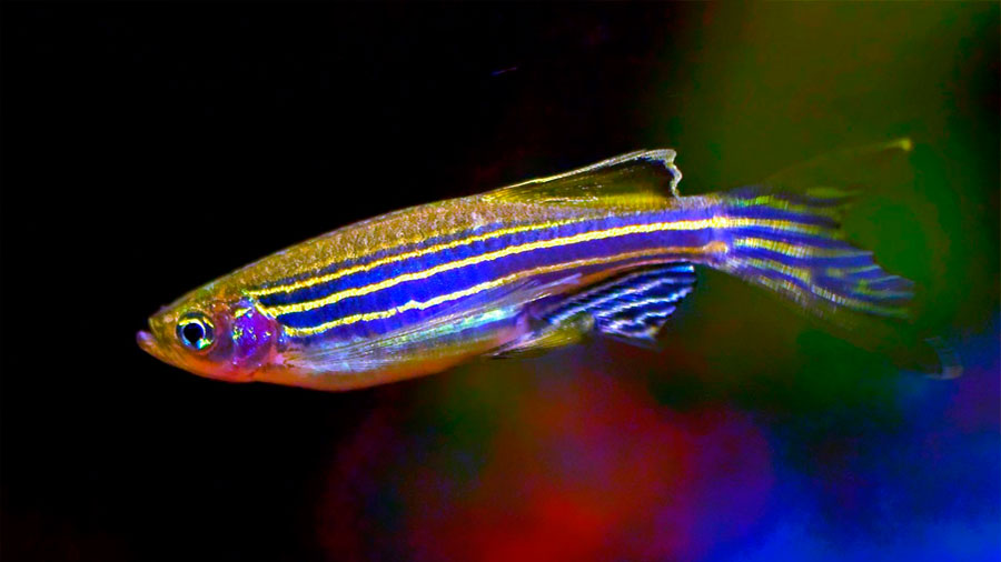 Identificado un receptor nasal que despierta el apetito en los peces