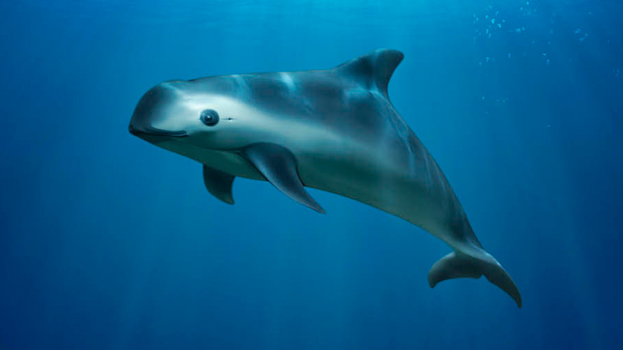 México intentará reproducir en cautividad a la vaquita marina en el golfo de California