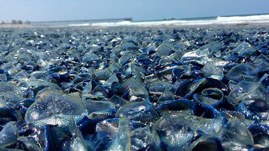 Un fenómeno natural pintó de azul una playa de México