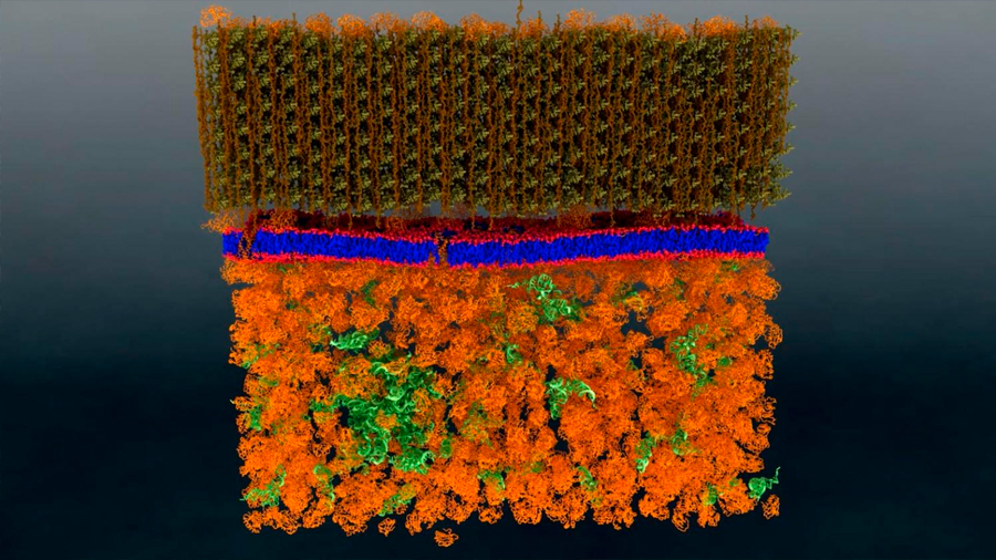 Neutrones ofrecen visión a nanoescala de una membrana celular viva