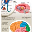 Estructura del cerebro humano