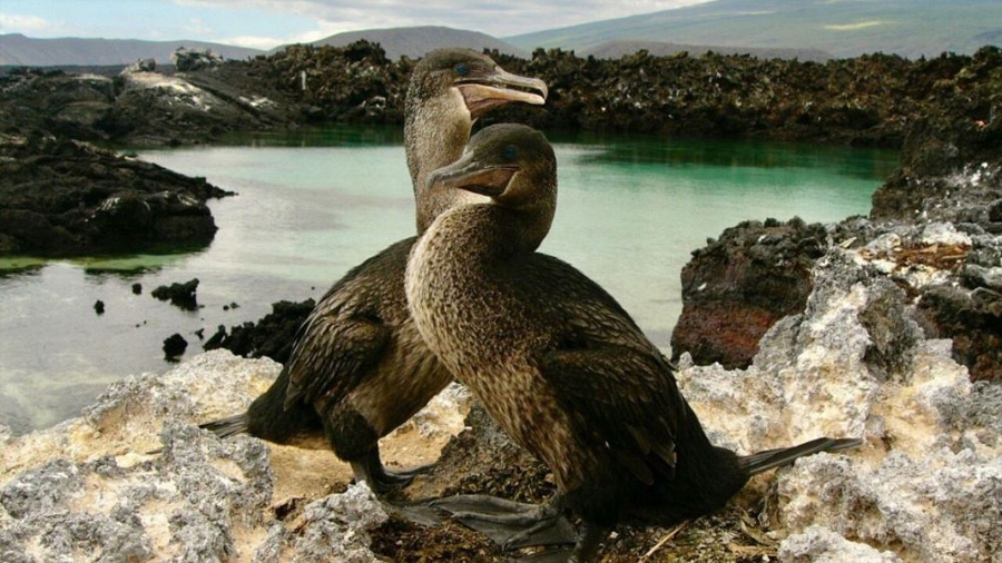 El ADN del cormorán de las Galápagos explica por qué dejó de volar