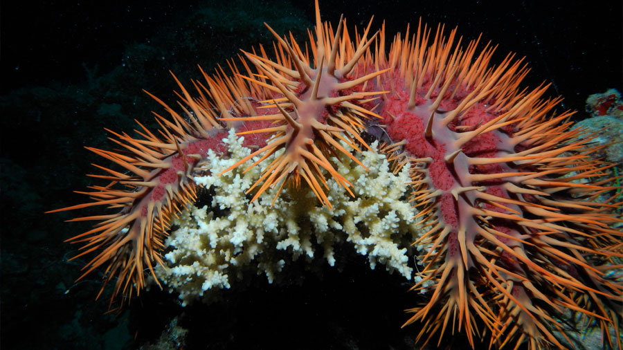 Corona de espinas, la estrella de mar depredadora que está devorando los corales