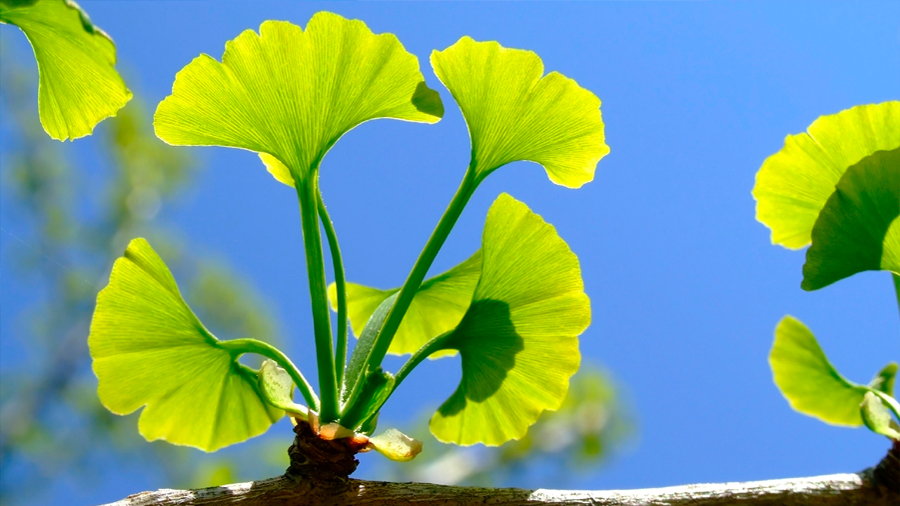 Ginkgo biloba, la planta ‘milagrosa’ que no demuestra sus poderes