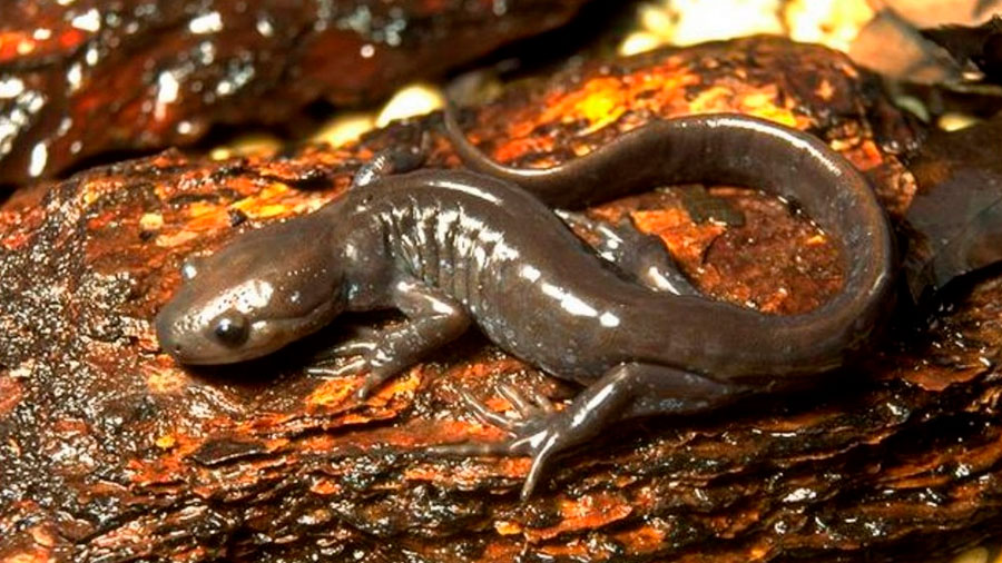 Una salamandra promiscua usa genes de tres machos por igual