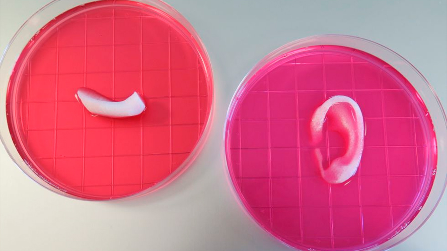 En dos años será posible producir hueso y cartílago en impresoras 3D/4D para implantarlos en personas