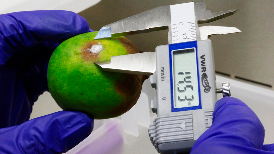 Crean científicos mexicanos formula que protege frutas con bacterias y levaduras marinas