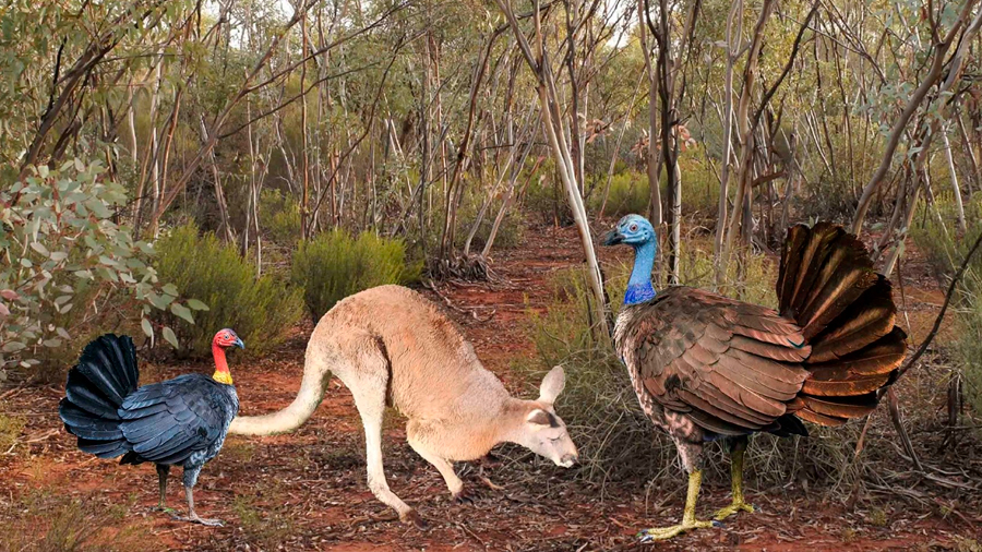 Científicos descubren cinco especies de aves prehistóricas en Australia