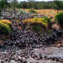La muerte de miles de ñus da vida al río que los ahoga