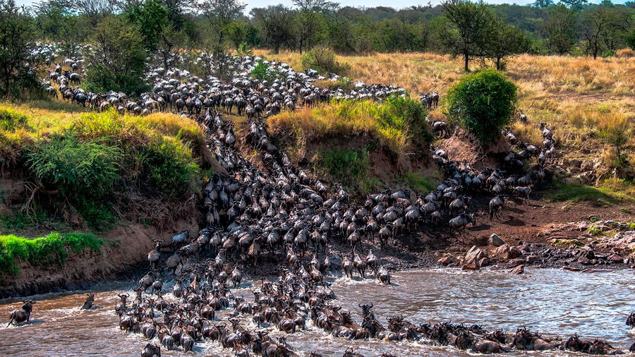 La muerte de miles de ñus da vida al río que los ahoga