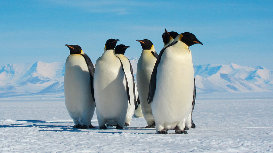 El deshielo de la Antártida acabaría con los pingüinos emperadores, que no podrían emigrar