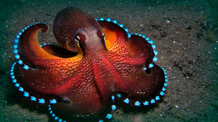 Los pulpos y los calamares pueden editar sus propios genes cerebrales