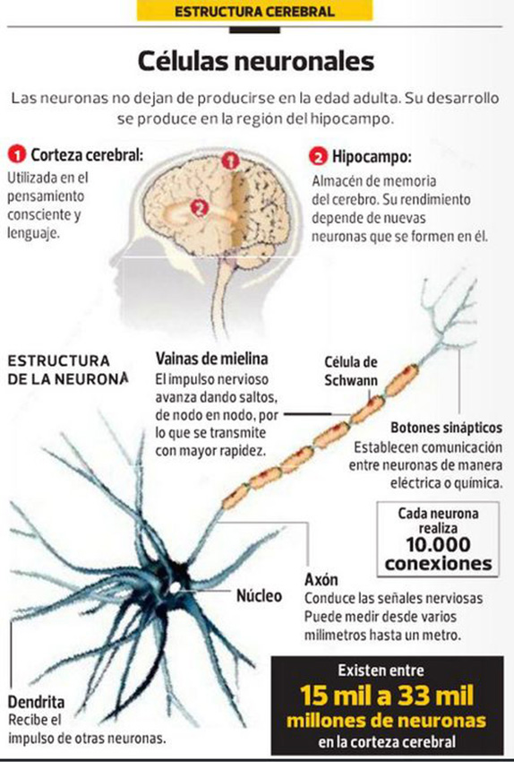 Células neuronales