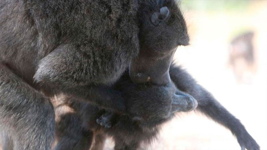 Los babuinos intimidan sexualmente a las hembras para controlarlas