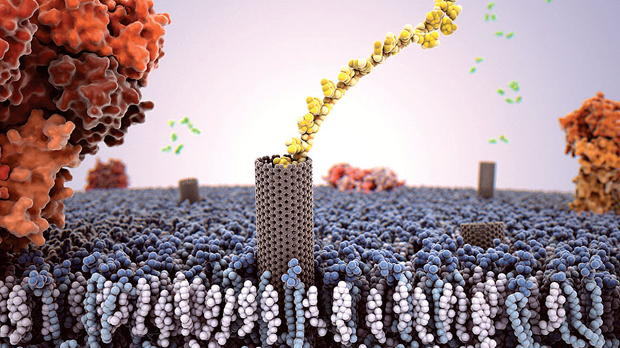 Nanotubos de carbono replican la biología