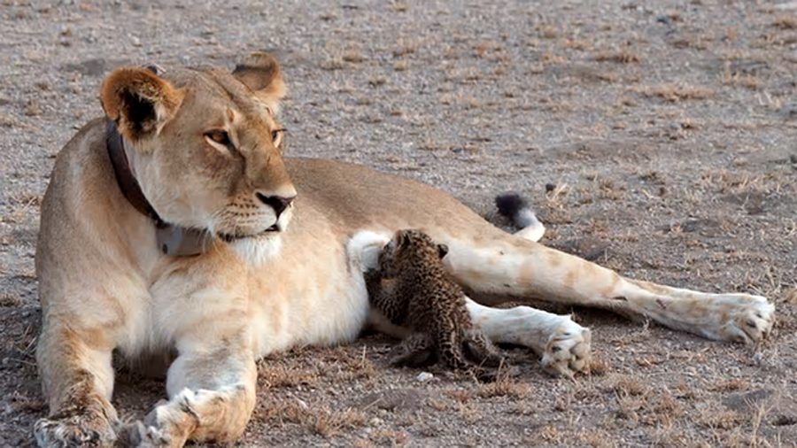 Una leona adopta y amamanta a un cachorro de leopardo