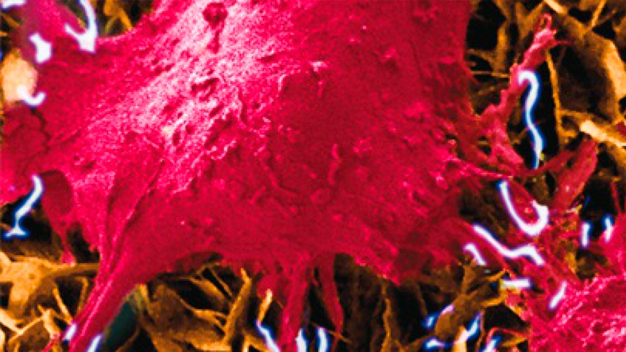 Investigadores desarrollan un nanogenerador que permite estimular células vivas