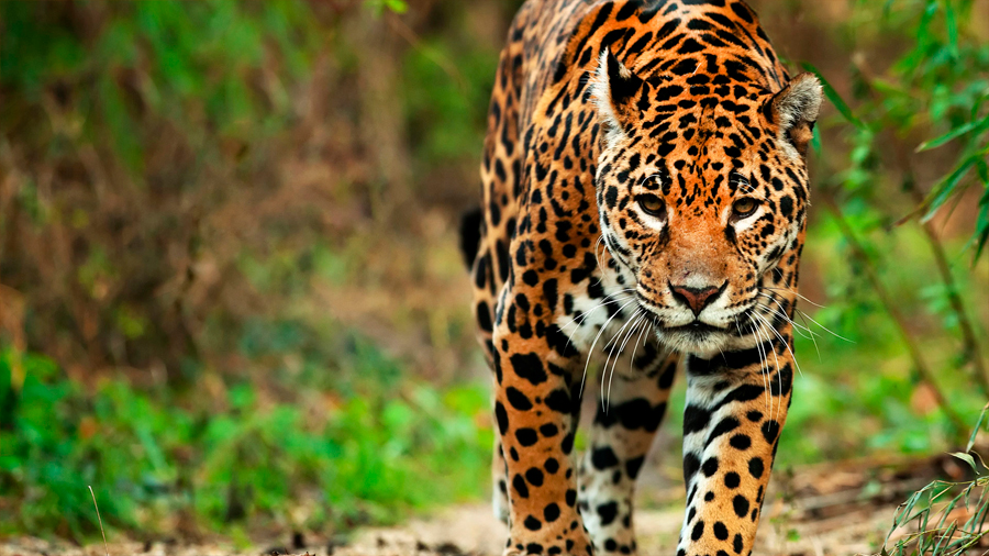 El genoma del jaguar dilucida la historia evolutiva de los grandes felinos