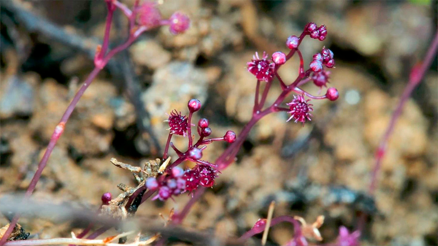 Una nueva especie de planta que no hace la fotosíntesis es descubierta en Japón
