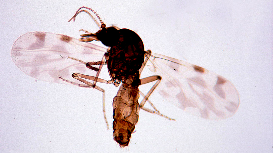 Descubren de qué se alimenta el mosquito que transmite el virus de la lengua azul