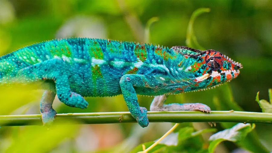 ¿Por qué los animales viven en un mundo de colores?