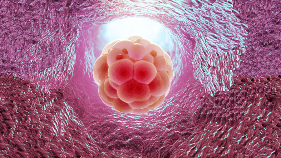 Una novedosa técnica permitirá conocer el estado de salud de los embriones