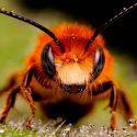 Las abejas conciben el cero como un número