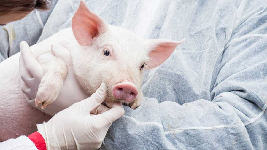 La técnica CRISPR elimina por primera vez retrovirus en cerdos vivos