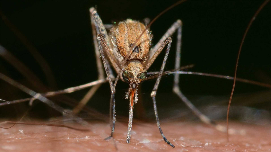 Descubren que el mosquito común también puede transmitir el virus del zika