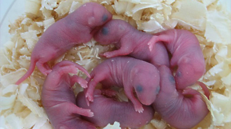 La reprogramación celular permite tener hijos a animales estériles