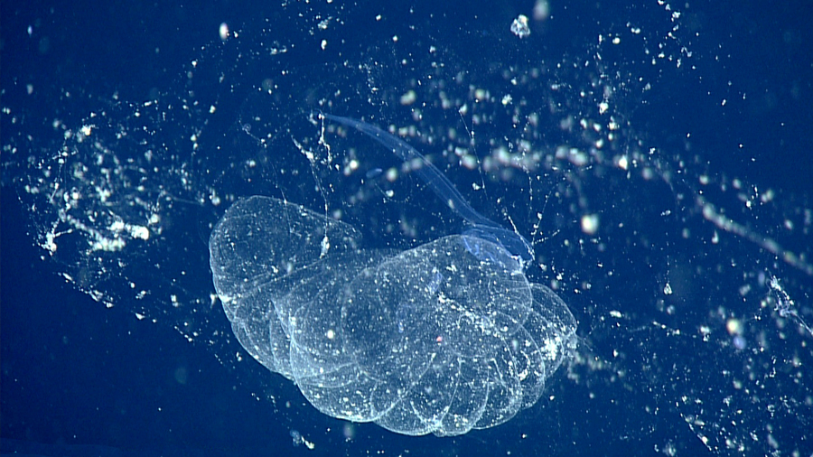 Los larváceos gigantes transmiten la contaminación oceánica al ingerir desechos plásticos