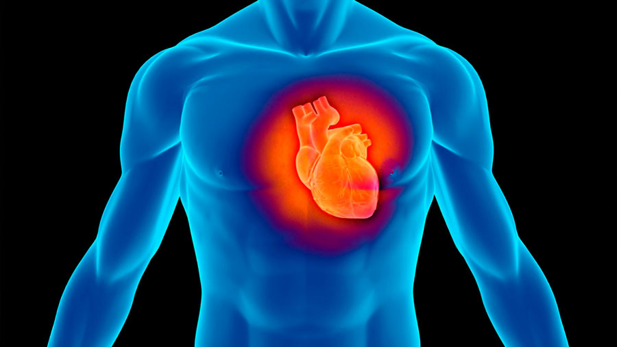 El corazón reacciona ante un infarto de una manera muy diferente a lo pensado