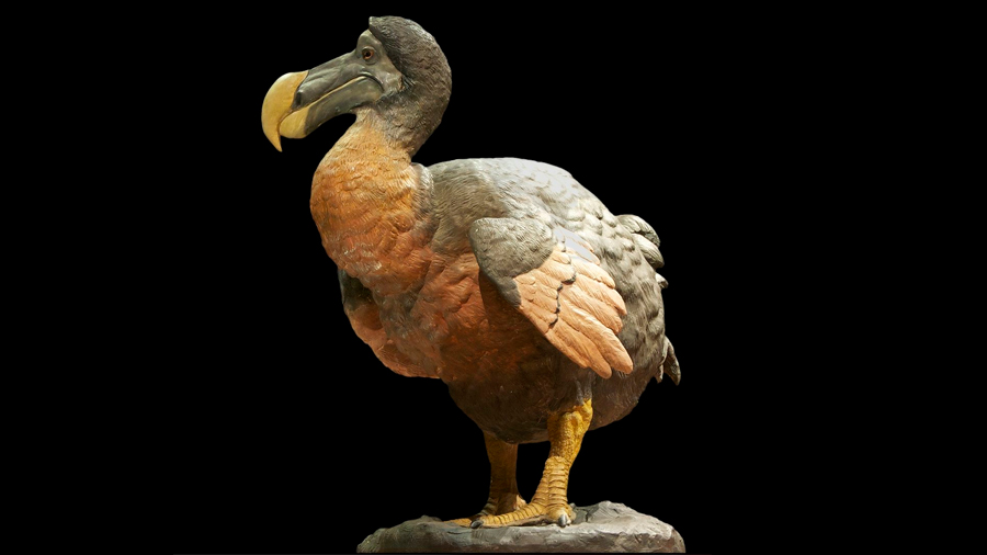 Desvelada la vida secreta de los dodos, los “pájaros bobos”