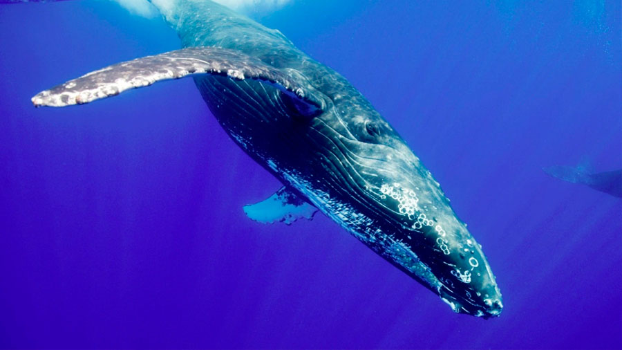 Hay tanto ruido en el océano que las ballenas están aprendiendo a comunicarse en una frecuencia distinta