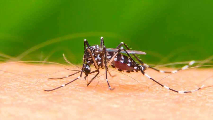 Mosquito: el animal que mata a más de 725.000 personas cada año
