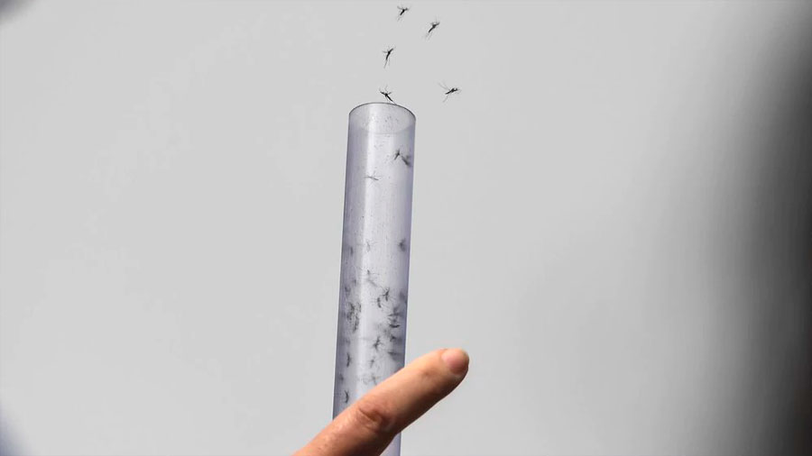 Lanzaron en Río de Janeiro mosquitos con una bacteria que reduce el contagio de dengue y zika