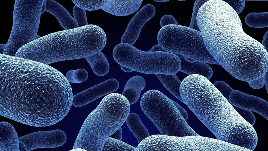 ¿Se comunican las bacterias?