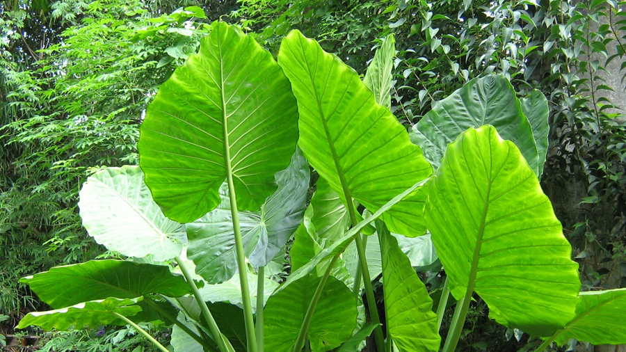 Oscilaciones de temperatura diaria determinan el tamaño de las hojas