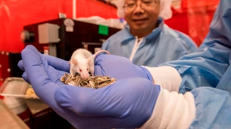Descubren una hormona que invierte la pérdida de memoria relacionada con la edad en ratones
