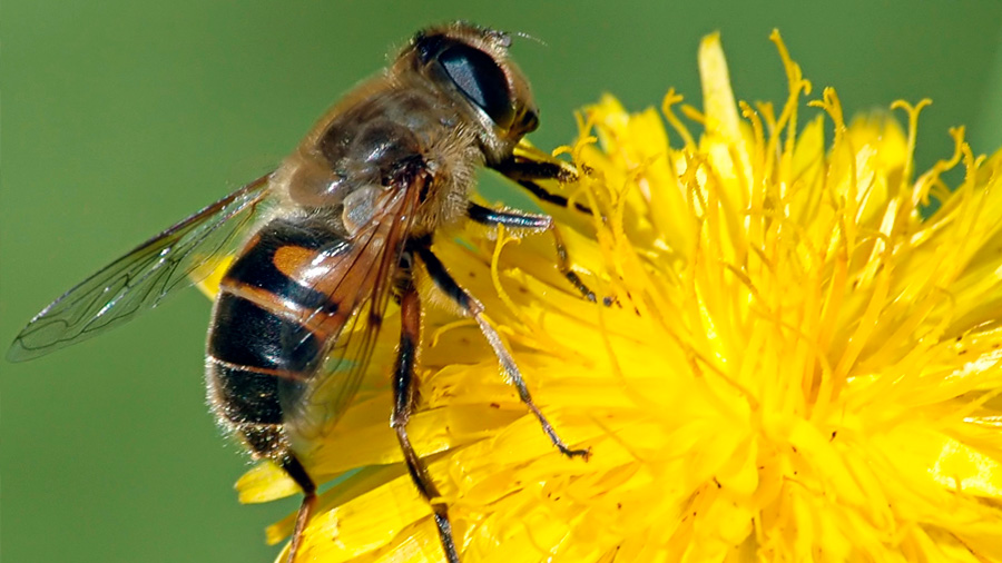 El secreto de la polinización se halla en el cuerpo de las abejas
