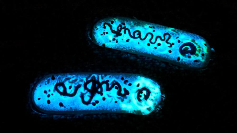 Una proteína bacteriana induce un “frenesí sexual” a otro organismo unicelular