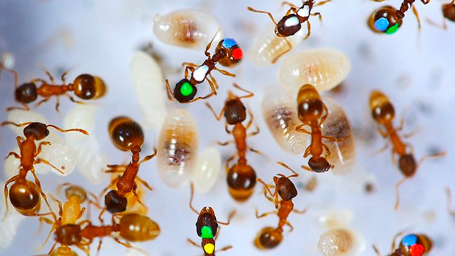 Casi la mitad de las hormigas son perezosas y existe una explicación para ello